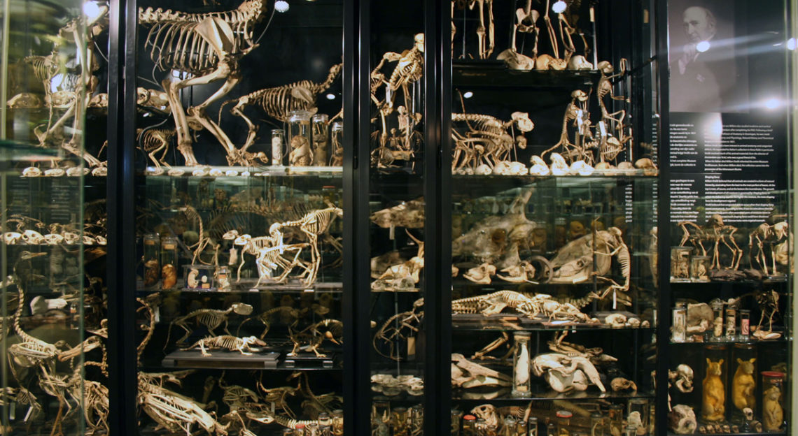 Human Remains In Museums – Public History Amsterdam